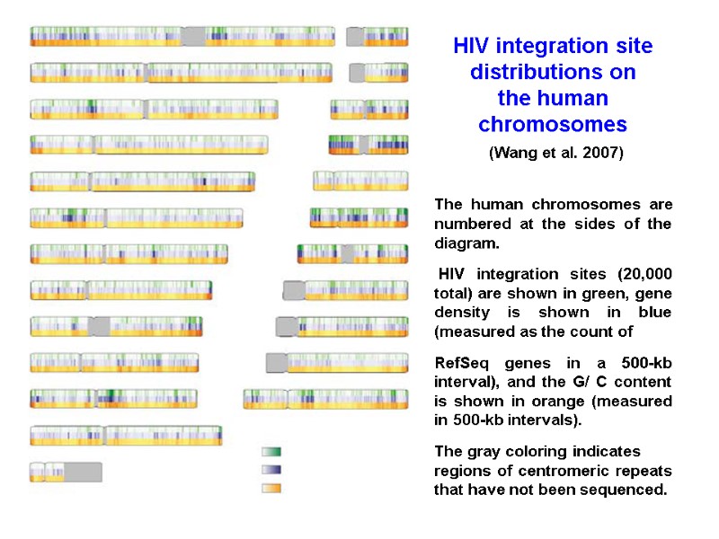 HIV integration site distributions on the human chromosomes  (Wang et al. 2007) 